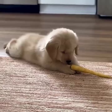 Really Cute - Exceedingly Funny -- Funny puppies