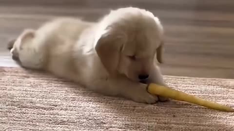 Really Cute - Exceedingly Funny -- Funny puppies