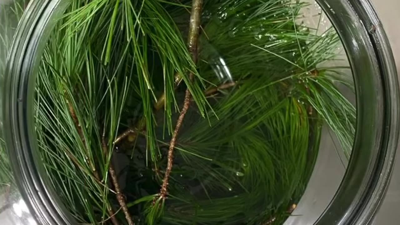 Eastern White Pine and how to use it!