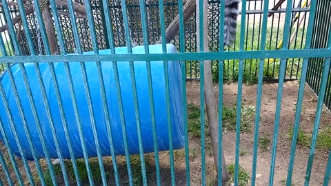 Ring tailed lemurs hanging about