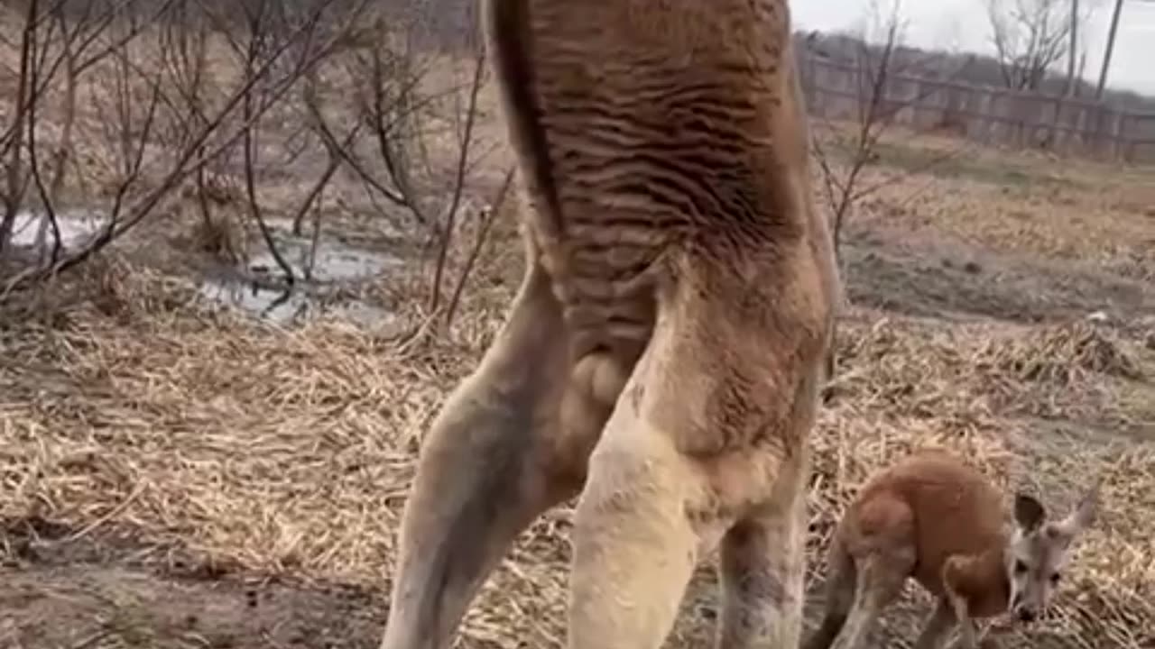 Kangaroo Stunt