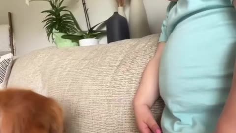 Funny pets
