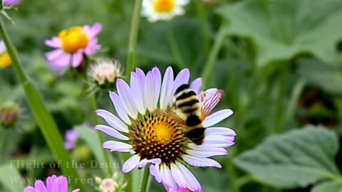 Flight of the Drunken Bumblebee