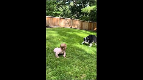 foreigners like keeping dogs as they can baby sit