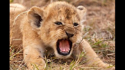 Baby Animals 4k Video