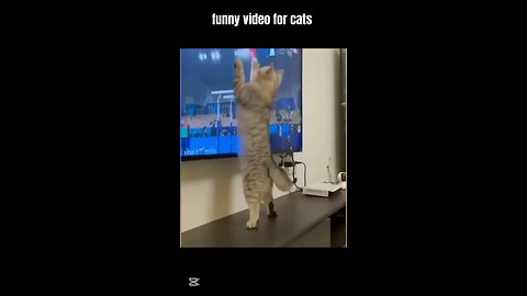 funny cat in the world 🌎