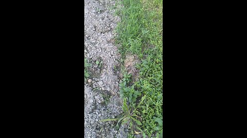 подивись кого я зустрів