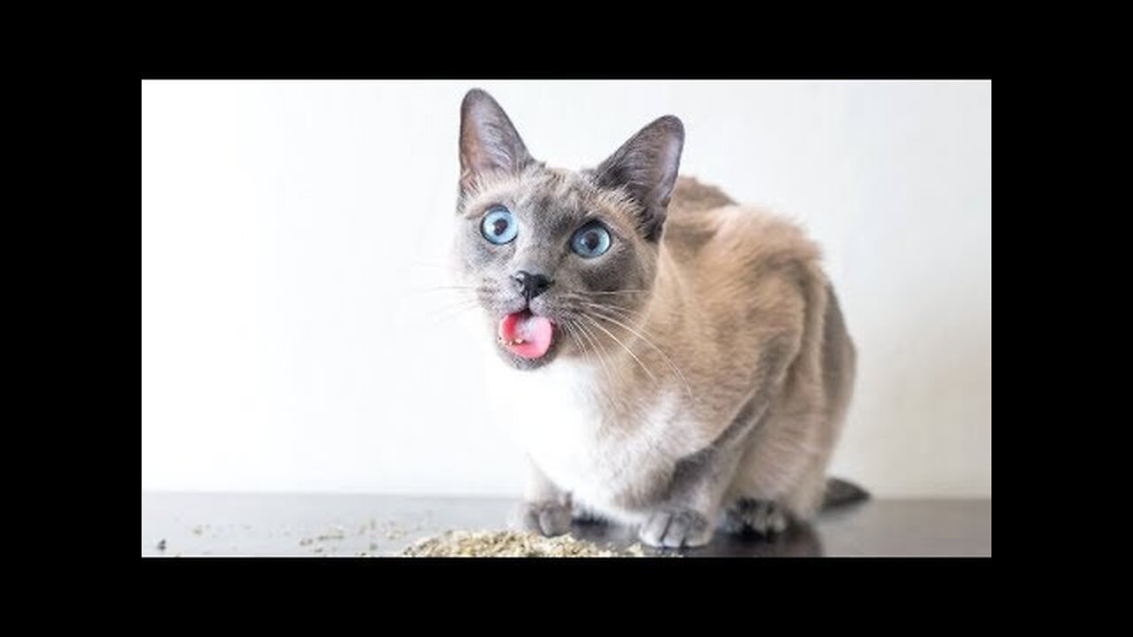 PARTY KITTENS will make you LAUGH! - Funny CATS under CATNIP compilation