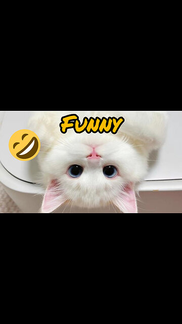 Naughti 🐈 pets 💓💓💓