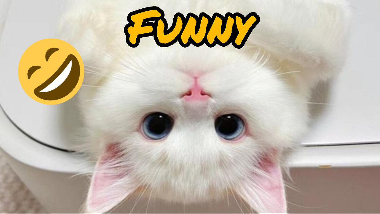 Naughti 🐈 pets 💓💓💓