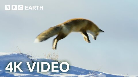 Fox Dives Head First in to Snow | 4K UHD | Planet Earth II | BBC Earth 