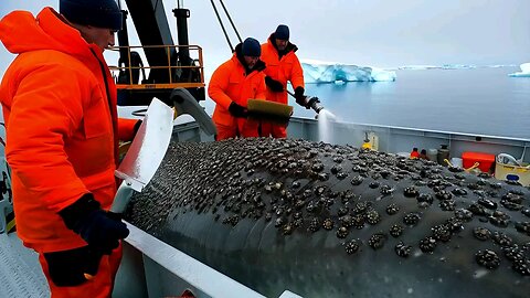 Injured Humpback Whale Covered in Barnacles Rescued by Heroic Team