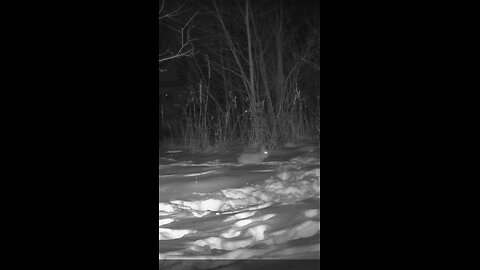 Deer Cam Rabbit After Southern Illinois Snow Storm 01 29 2026 Game Cam Trail Camera
