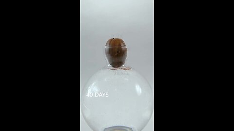Time lapse of the acorn's growth into a small oak tree… Amazing! So much life in this world…