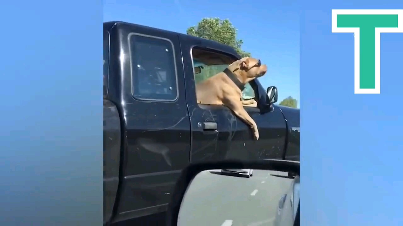 Funny Pet video 2