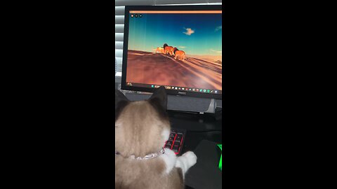 cat plays Roblox savannah life