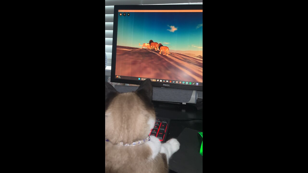 cat plays Roblox savannah life