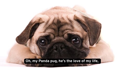 My Panda Pig