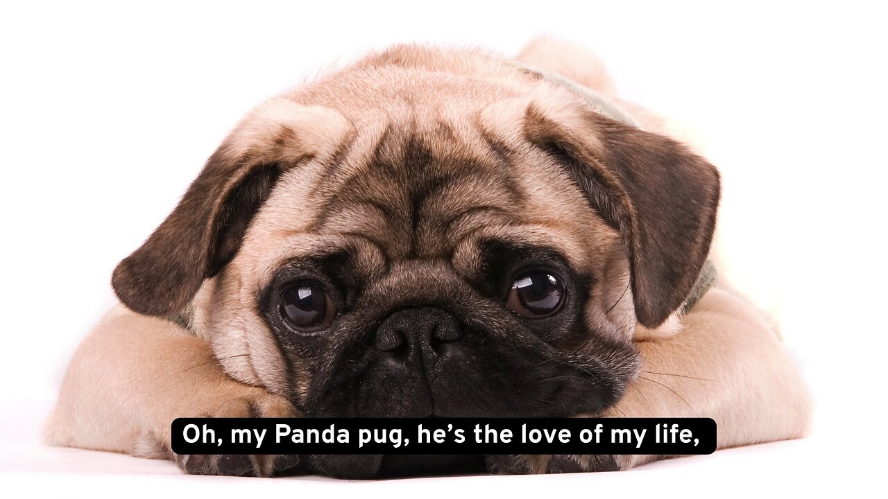 My Panda Pig