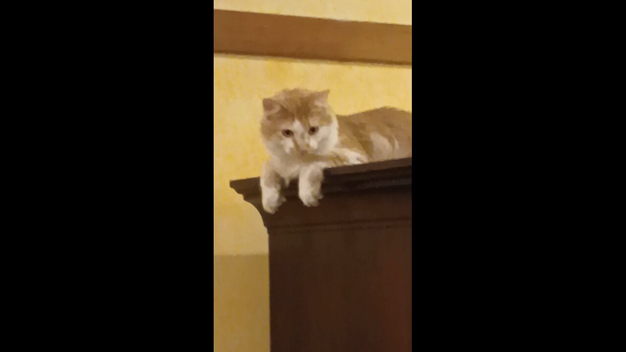 Video 7