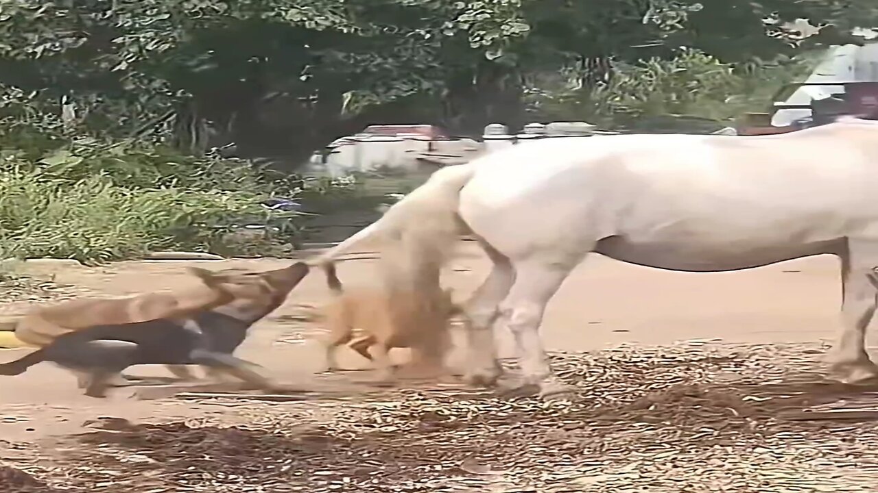 Horse kick funny animal