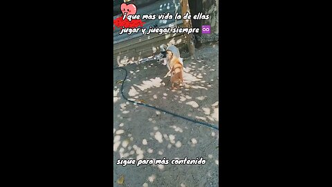 Her Life Was All About Playing And Playing Always 😁🐕‍🦺😂