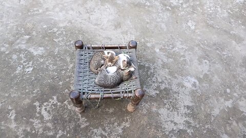 Beautiful Kittens