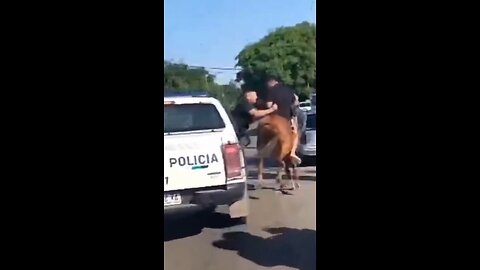 Detienen a jóvenes que robaban a caballo en Argentina