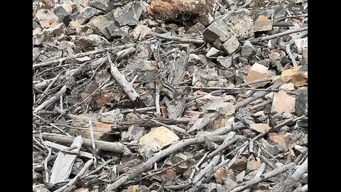 Golden-Mantled Ground Squirrel Dashes Across Rocky Terrain | Nature in Motion 🐿️