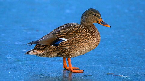 Even More Female Arctic Mallard Ducks Hens on the Dark Ice
