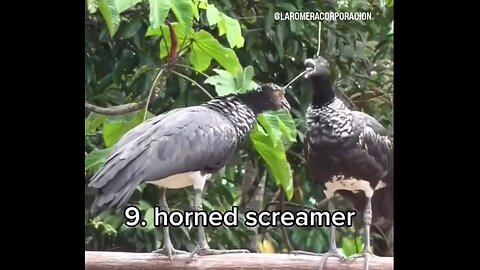 animal pashuon voice