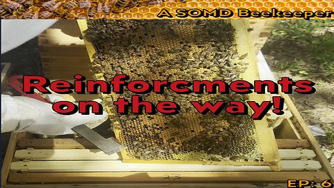 SOMD Beekeeping ep: 6 - Reinforcements!