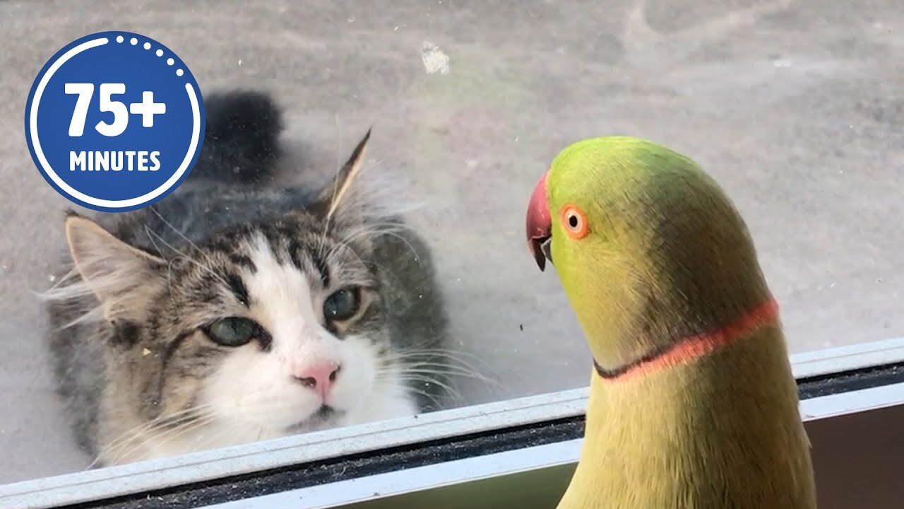 funny animal video part 3 🤣😂