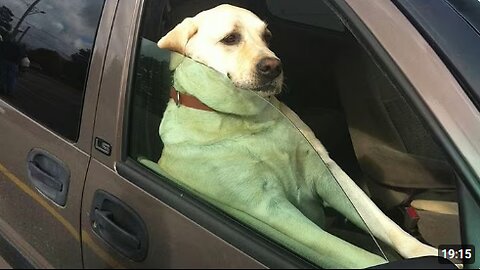 Animals Are The Best Comedian 🤣 🤪 Funniest Animal Videos 2025