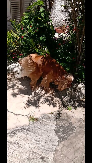 dogs dogshow animals pet cute