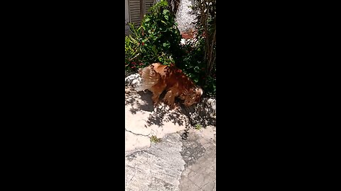 dogs dogshow animals pet cute