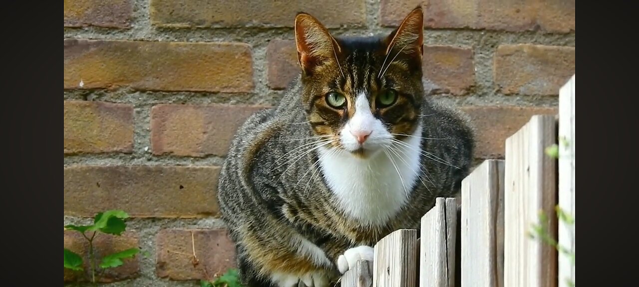 Cute Cats Playing Together | Cutest Cat Moment Ever!