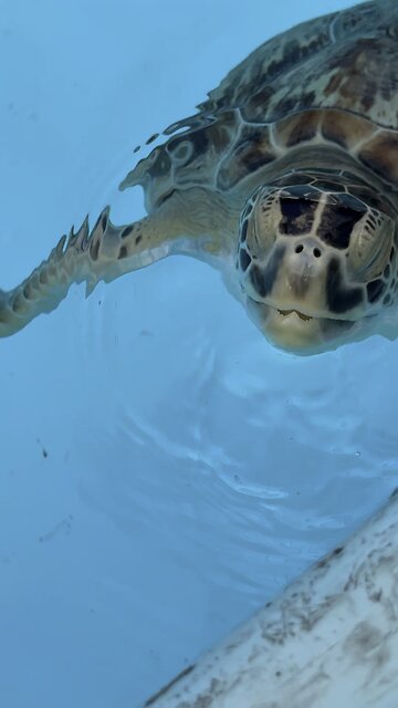 Meet The Stars Of The Turtle Hospital Toby & Bender! | 4K