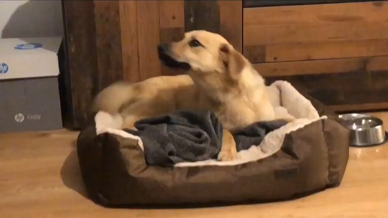 First night experience of a newly adopted dog.