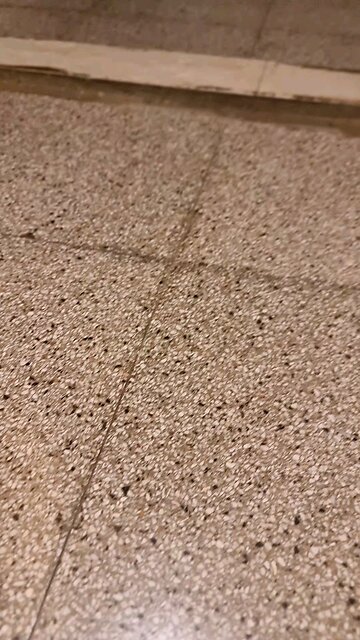 My cats says hello everybody