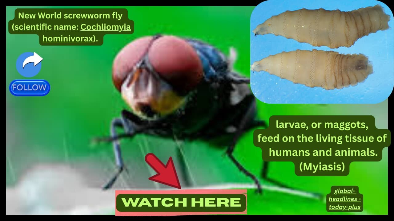 🔹U.S. Confirms First Human Case of Nightmarish New World Screwworm 😱