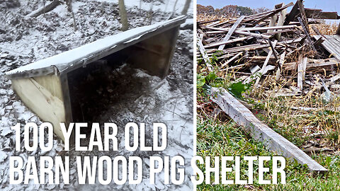 Cheap Pig Shelter Design from 100 Year Old Barn Scraps | Moveable Kunekune Pig Shelters