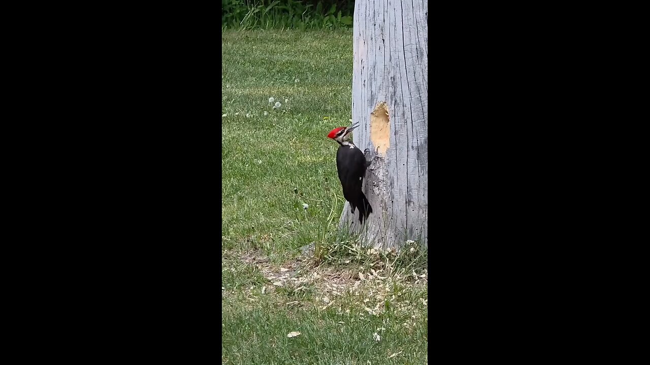 ini adalah burung woodpecker