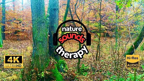 Instant DEEP RELAXATION🌲Soothing Forest White Noise, Birdsong & Moss Scent 4K Ultra HD