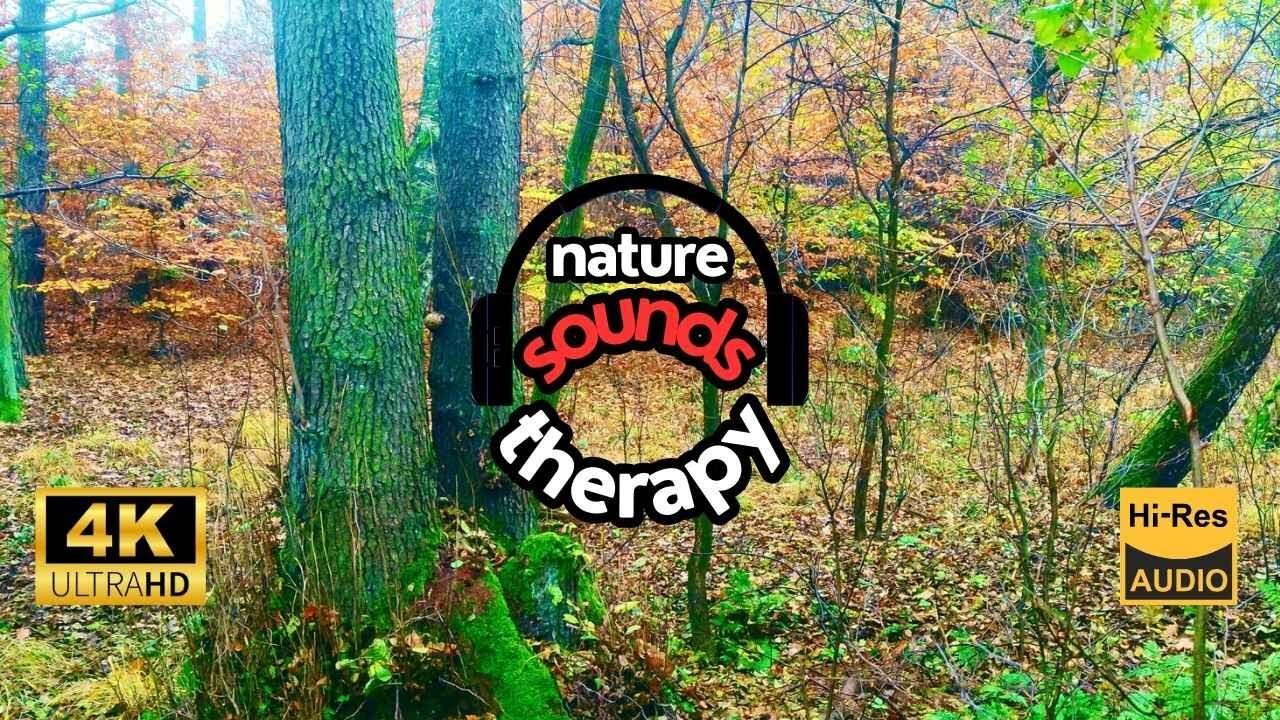 Instant DEEP RELAXATION🌲Soothing Forest White Noise, Birdsong & Moss Scent 4K Ultra HD