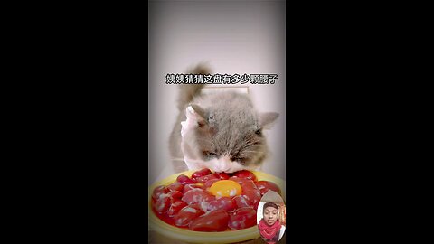 #catlovers #cat #cats #meow #kittens #catlife #pet #animals #animallover #cutecats #catviral
