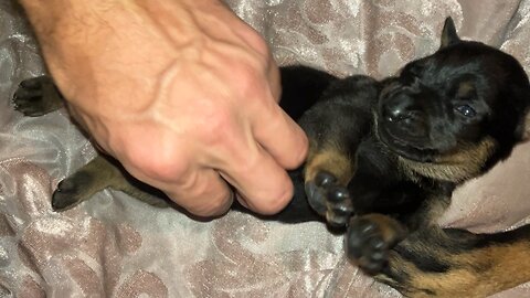Scratching Baby Dog’s Belly