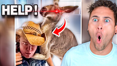 Farm Animals Fight Back...