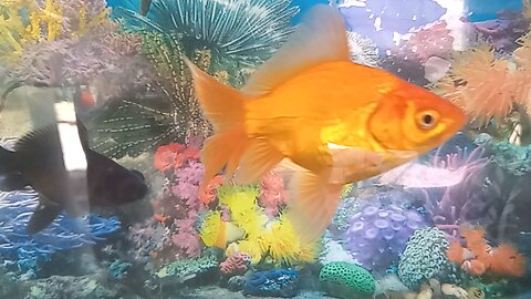 cut fishes video