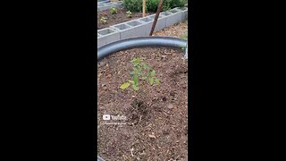 Training Tomatoes